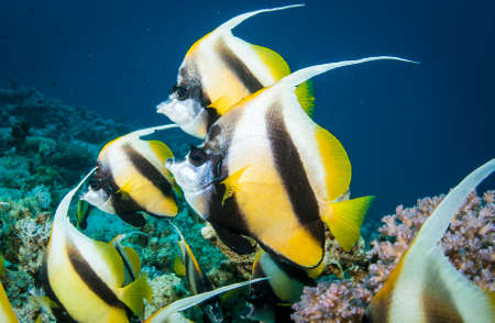 school of long fin banner fish swimming in the oceanの写真素材