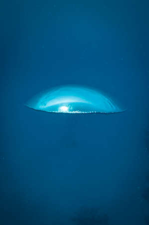 underwater air bubbles in the clear blue ocean rising to the surfaceの写真素材