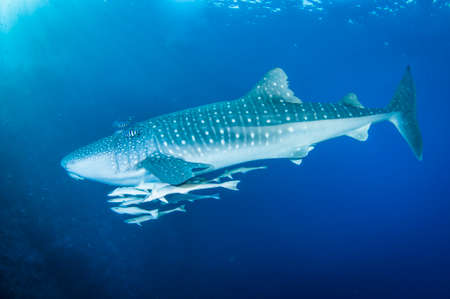 Whale shark swimming in clear blue water with raymorrey fish and pilot fishの写真素材
