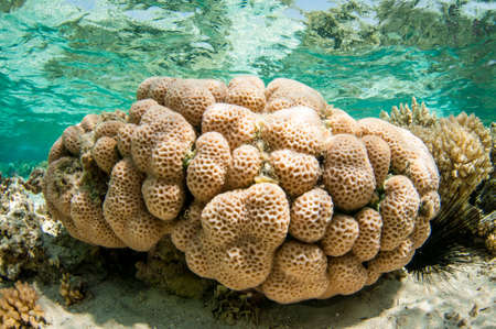 collection of different coral in the Ocean in clear blue waterの写真素材