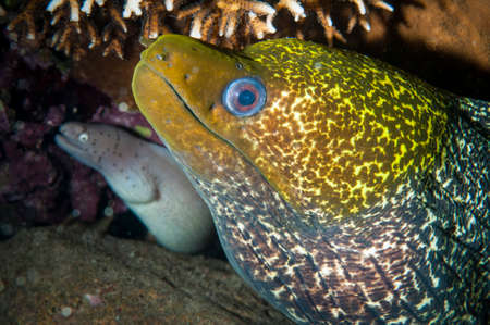 speckled moray in the corral with a white moray in the background