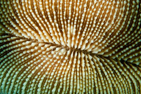 coral texture of brain coral taken on a coral reefの写真素材