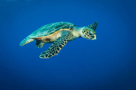 Hawksbill sea turtle swimms in the clear blue ocean and looks into the cameraの写真素材