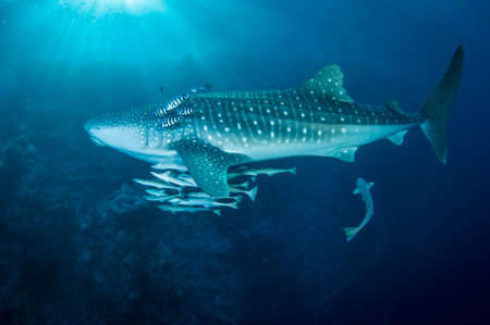 Whale shark swimming in clear blue water with raymorrey fish and pilot fishの写真素材