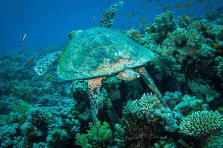 Hawksbill sea turtle swims in the clear blue ocean and looks into the cameraの写真素材