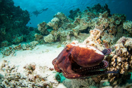 Red Octopus in the clear ocean on a coral reef in the red seaの写真素材