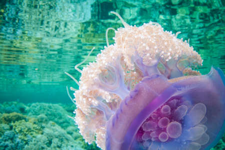 crown jelly fish swims in clear water and has refection on seurface with tenticlesの写真素材
