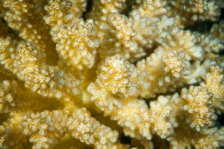 close up of bleached coral on a coral reef in the oceanの写真素材