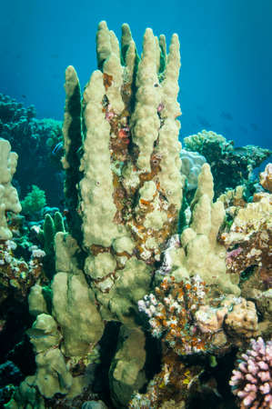 collection of different coral in the Ocean in clear blue waterの写真素材