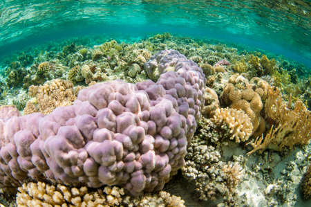 collection of different coral in the Ocean in clear blue waterの写真素材
