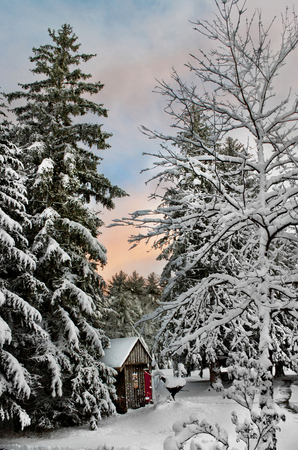 Snow covered country shed and pine trees in New Englandの写真素材