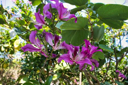 In this unique photo you can see a Purple Tropical Flowers on a Tree! Hawaiian orchid tree, blooming in paradise! The photo was taken in Hua Hinの写真素材