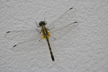 This unique picture shows a beautiful dragonfly sitting on the wall. you can see your body and wings very wellの写真素材