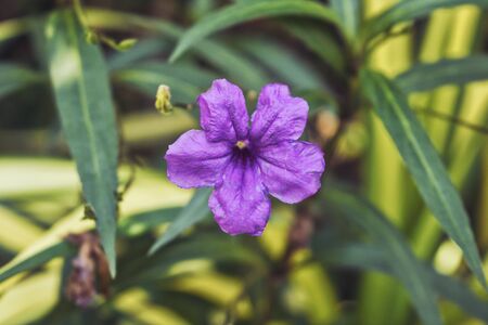 This unique photo shows a beautiful colorful purple exotic flower bloom!の写真素材