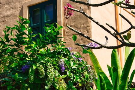 This unique photo shows beautiful exotic flowers growing on an old house wall!の写真素材