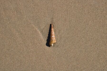 This unique photo shows a shell washed by the sea lying in the sandの写真素材