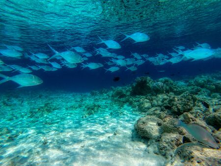 In this unique photo you can see the underwater world of the Pacific Ocean in the Maldives! Lots of coral and tropical fish!の写真素材
