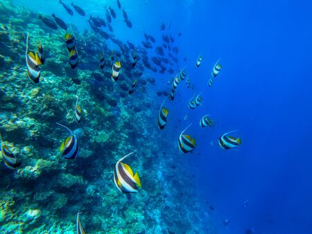 In this unique photo you can see the underwater world of the Pacific Ocean in the Maldives! Lots of coral and tropical fish!の写真素材