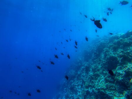 In this unique photo you can see the underwater world of the Pacific Ocean in the Maldives! Lots of coral and tropical fish!の写真素材