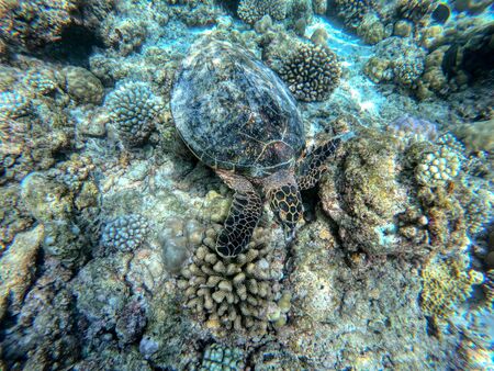 This unique photo shows an underwater turtle in the Indian Ocean! the picture was taken in the...