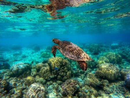 This unique photo shows an underwater turtle in the Indian Ocean! the picture was taken in the maldives!の写真素材
