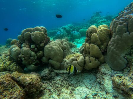 In this unique photo you can see the underwater world of the Pacific Ocean in the Maldives! Lots of coral and tropical fish!の写真素材