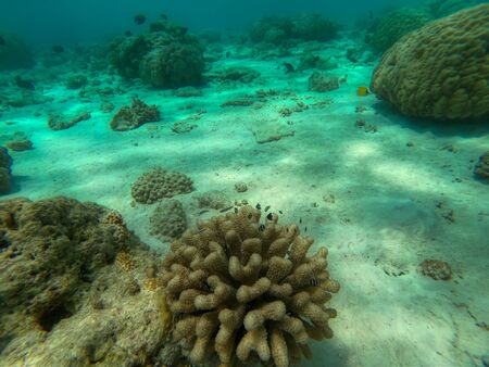 In this unique photo you can see the underwater world of the Pacific Ocean in the Maldives! Lots of coral and tropical fish!の写真素材