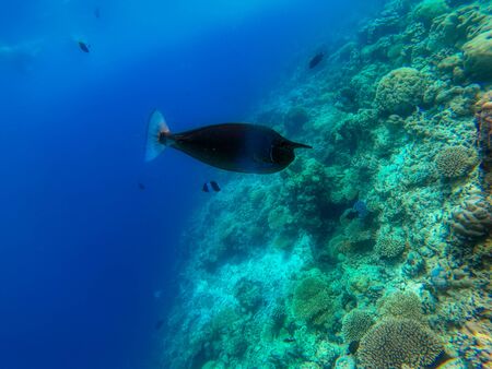 In this unique photo you can see the underwater world of the Pacific Ocean in the Maldives! Lots of coral and tropical fish!の写真素材