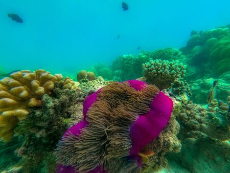 This unique photo shows the lively underwater world of the Maldives with anemones and fish.の写真素材
