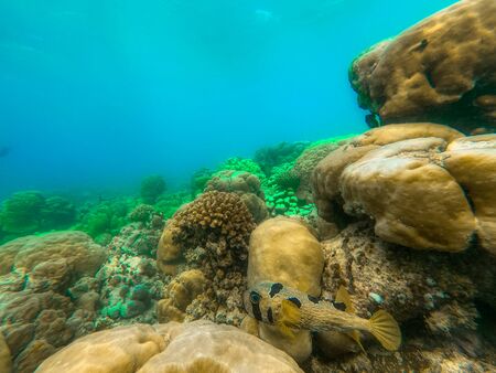 In this unique photo you can see the underwater world of the Pacific Ocean in the Maldives! Lots of coral and tropical fish!の写真素材