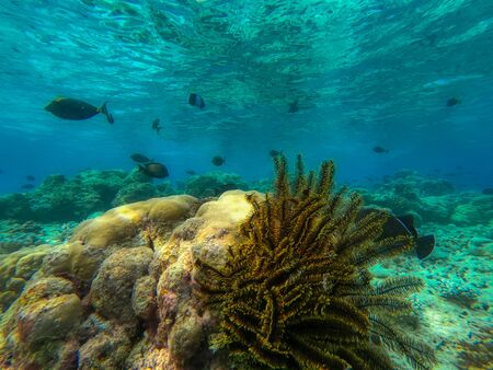 In this unique photo you can see the underwater world of the Pacific Ocean in the Maldives! Lots of coral and tropical fish!の写真素材
