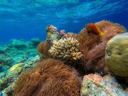 This unique photo shows the lively underwater world of the Maldives with anemones and fish.の写真素材