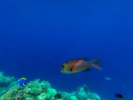 In this unique photo you can see the underwater world of the Pacific Ocean in the Maldives! Lots of coral and tropical fish!の写真素材