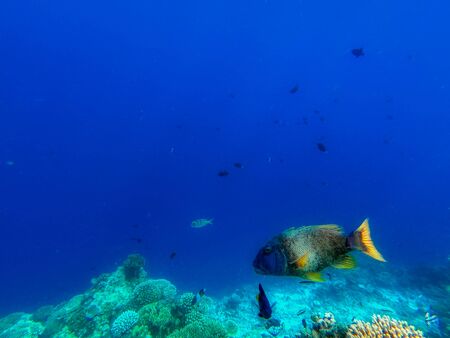 In this unique photo you can see the underwater world of the Pacific Ocean in the Maldives! Lots of coral and tropical fish!の写真素材