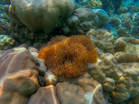 In this unique photo you can see the underwater world of the Pacific Ocean in the Maldives! Lots of coral and tropical fish!の写真素材