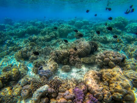 In this unique photo you can see the underwater world of the Pacific Ocean in the Maldives! Lots of coral and tropical fish!の写真素材