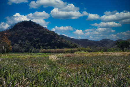 This unique photo shows a beautiful wooded hill and pineapple fields in the foreground. You can also see the slightly cloudy sky very wellの写真素材