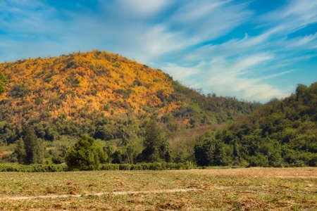 This unique photo shows a beautiful autumn forested hill and fields and trees in the foreground. The picture was taken in Hua Hin in Thailandの写真素材