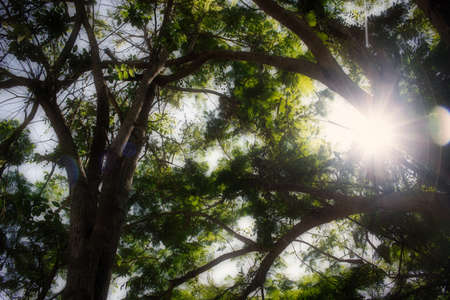 This unique photo shows a huge lush green tree through because the sun's rays are shining. This picture was taken in the jungle of Hua Hin in Thailandの写真素材