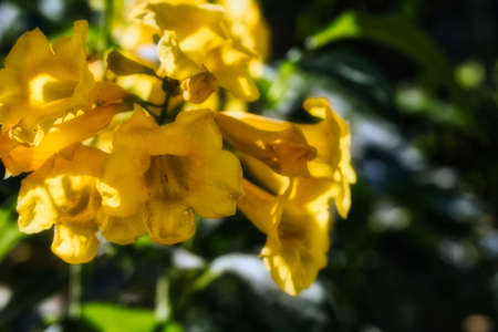 This unique photo shows a yellow wild trumpet flower, in the background you can still see the green leaves! The picture was taken in the jungle of Thailandの写真素材