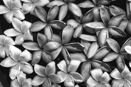 This unique black and white photo shows pink and white colored jasmine flowers floating on water in a spa. The picture was taken in Thailandの写真素材