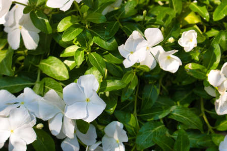 This unique photo shows a beautiful shrub full of white jasmine flowers and green leaves. The picture was taken in Thailandの写真素材