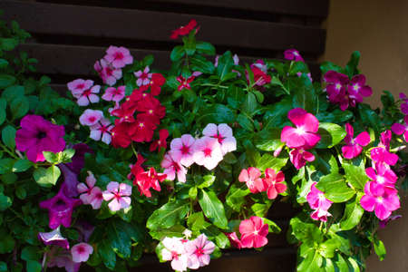 This unique photo shows a beautiful shrub full of red and pink periwinkle flowers. The picture was taken in Thailandの写真素材