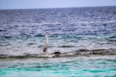This unique image shows a heron standing in front of the Maldivian island on a coral reef and hunting for fish.の写真素材