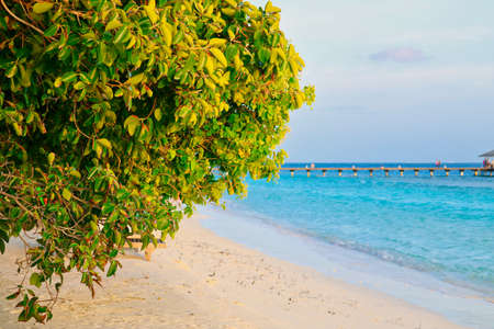 this unique image is the natural pristine beach of an island in the Maldives. It is the last paradise on earthの写真素材