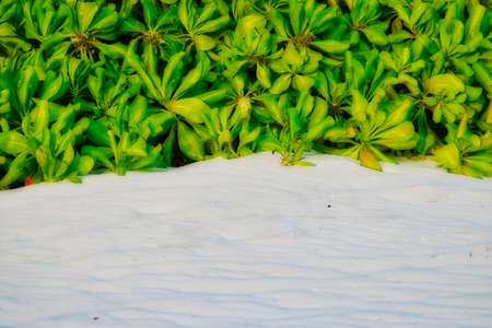 This unique picture shows the beautiful beach on the Maldives island with its fine white sand. in the background grows a wild exotic bushの写真素材