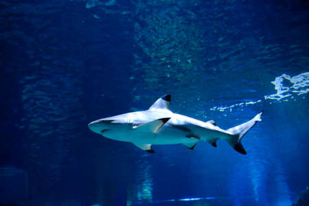 this unique picture shows a big shark! This wonderful animal photo was taken at the Sea Life in Bangkok Thailandの写真素材