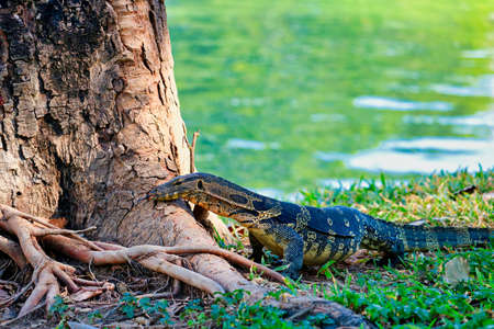 This unique image shows the highly dangerous big komodo dragons in the famous lumpini city park in Bangkokの写真素材