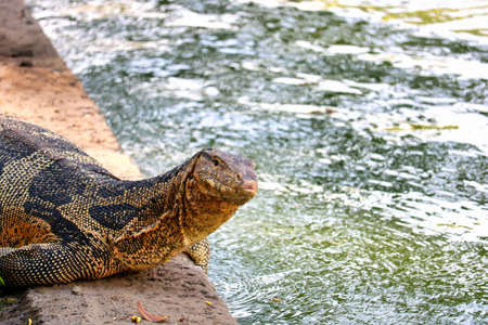 This unique image shows the highly dangerous big komodo dragons in the famous lumpini city park in Bangkokの写真素材