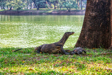 This unique image shows the highly dangerous big komodo dragons in the famous lumpini city park in Bangkokの写真素材